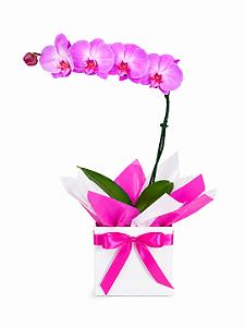 Orquídea Pink Enfeitada