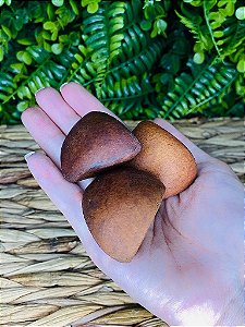 FAVA DE OXUM - ANDIROBA