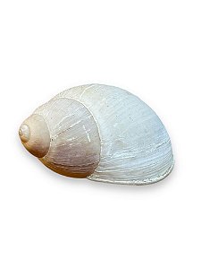 CASCA DE IBI