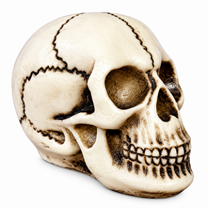 CRANIO EM RESINA DARWIN