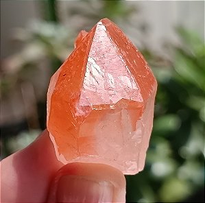 Lemuriano Escarlate