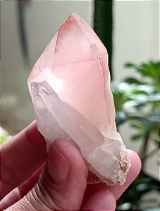 Pink Lemurian Imprint