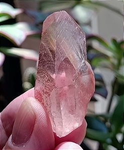 Ponta Pink Lemurian