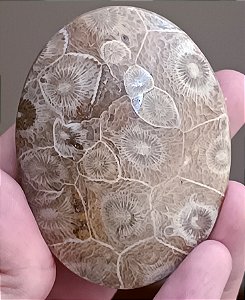 Fóssil Coral