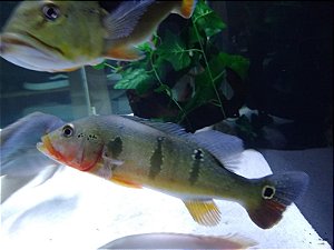 TUCUNARE FOGO CICHLA MIRIANAE 8 a 10