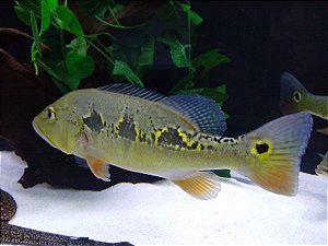 TUCUNARÉ BORBOLETA (NACIONAL) 10 a 12cm