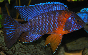 AULONOCARAS RED FLASH 6 A 8cm