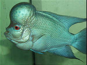 FLOWERHORNS TITTANIUM 4 A 6CM