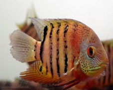 ACARA SEVERUM RED TAG 8 A 10