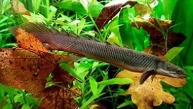 POLYPTERUS SENEGALUS  10 a 12cm