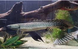 POLYPTERUS BICHIR BICHIR 5 a 6cm