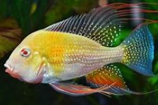 GEOPHARGOS HELCKLII ALBINO 5 A 6cm