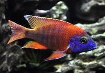 AULONOCARAS RED RUBY 6 a 8cm