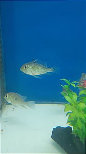 GEOPHAGUS HECKELLI 5 a 7cm