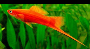 ESPADA SANGUE PT COM 5 UNID.