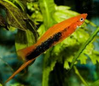 ESPADA TUXEDO PT COM 5 UNID.