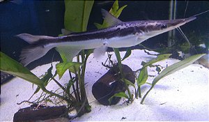 JURUPENSÉN 15 a 20cm