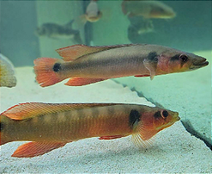 JACUNDA RED XINGU 15 a 20cm