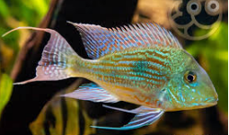 GEOPHAGUS SVENI 4 a 5cm