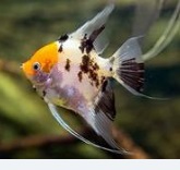 ACARÁ BANDEIRA PALHAÇO 3 a 4cm