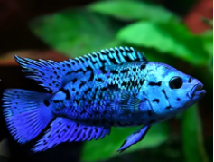 JACK DEMPESEY BLUE 5 a 6cm