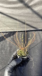 Drosera Filiformis Red