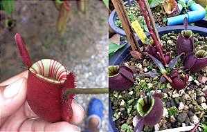Nepenthes Ampullaria (Red striped peristomio x Black Miracle)