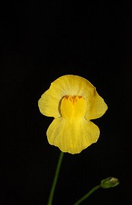 Utricularia Gibba