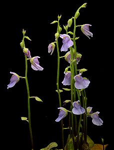 Utricularia Calycifida