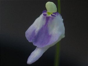 Utricularia Arenaria