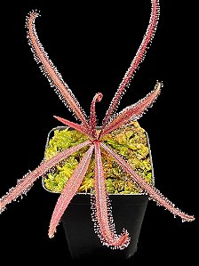 Drosera Adelae