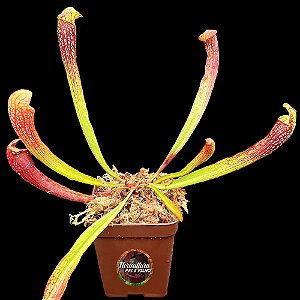 Sarracenia Leucophylla x Courtii