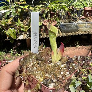 Heliamphora Minor