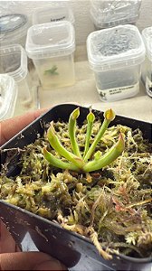 Heliamphora Minor