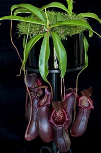 Nepenthes Bill Bailey - BE3820 (Singalana x Ventricosa)