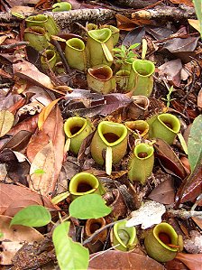 Nepenthes Ampullaria Green