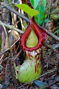Nepenthes Burkei