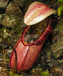 Nepenthes Northiana