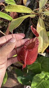 Nepenthes Hookeriana