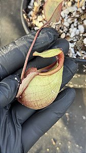 Nepenthes Viking