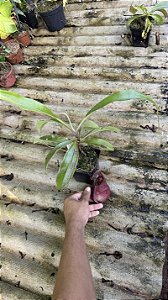 Nepenthes Viking x Raflesiana