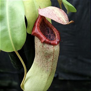 Nepenthes Ventricosa Denver x Truncata (C) clone A CAR-0145