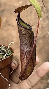 Nepenthes Black Knight