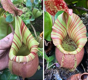 Nepenthes Veitchii Bario Candy Red
