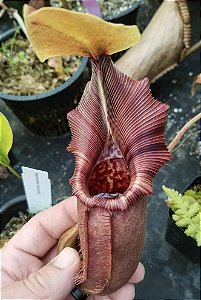 Nepenthes Robcantleyi x Ovata