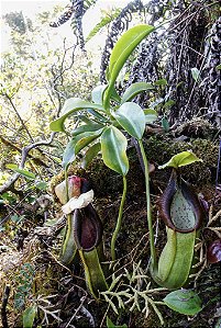 Nepenthes Sphatulata BE 3175