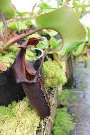 Nepenthes Nebularum Mindanao, Filipinas