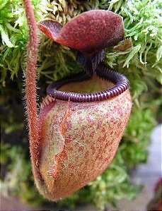 Nepenthes Argentii