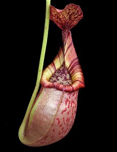 Nepenthes (Veitchii x Mira) x (Burbidgeae x Edwardsiana) –  BE-3992