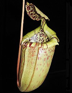 Nepenthes Burbidgeae x Sibuyanensis BE 3974